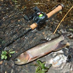 琵琶湖流入河川で釣りまくる